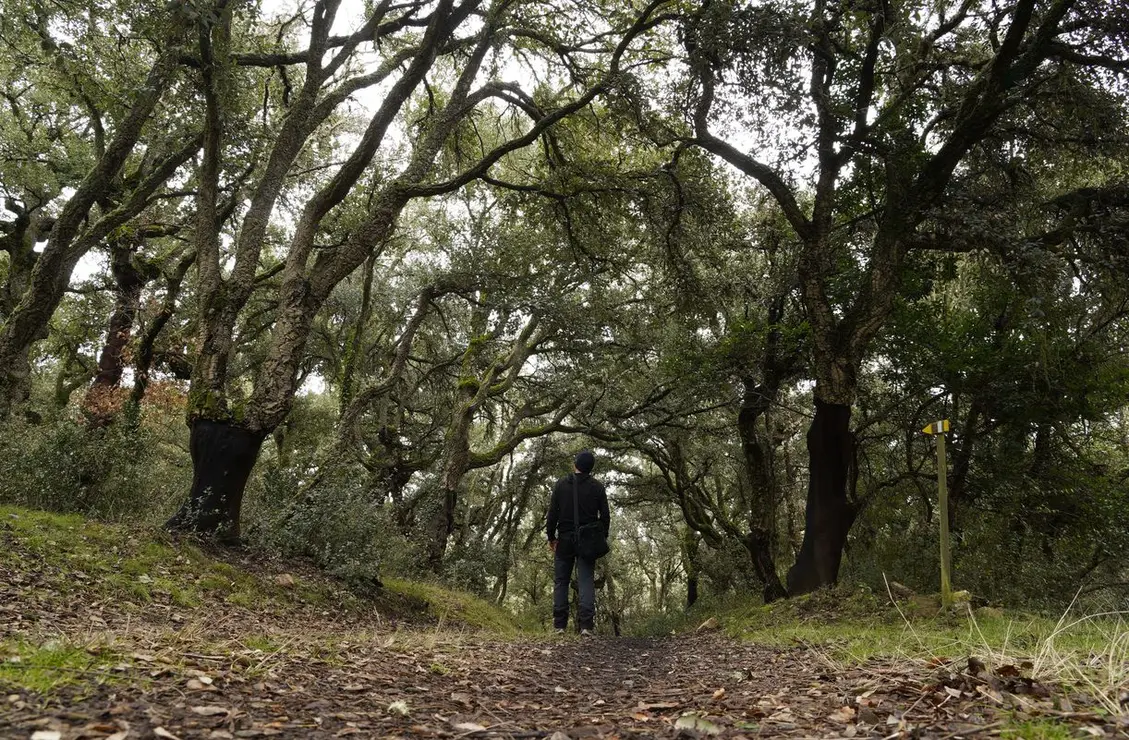 El zofreral de Cobrana (León), premiado como 'Bosque del año 2025', por la ONG Bosque sin Fronteras. Fotos: César Sánchez.