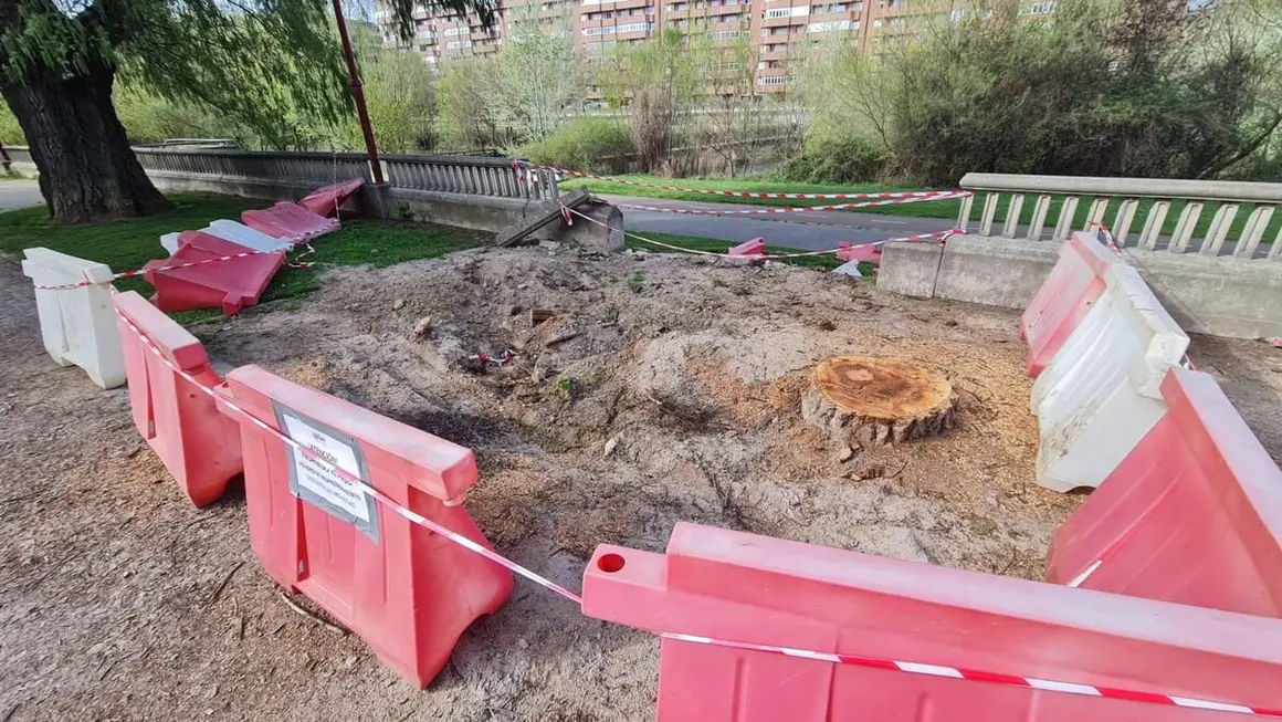 La caída de un árbol aplasta uno de los miradores en el paseo del río Bernesga en León capital.11