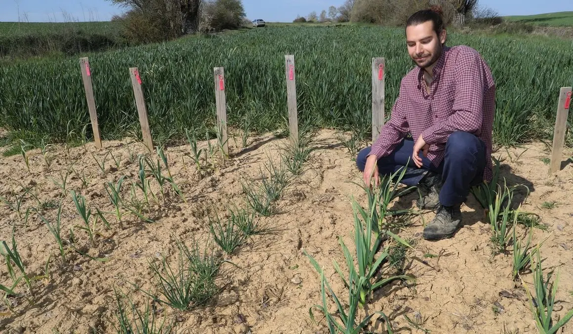 El capataz forestal, Emilio Medina Román, cultiva  hortalizas de secano en Villalcazar de Sirga(Palencia) como parte del proyecto de  recuperación y conservación de semillas, en la imagen su huerta de La Mielga donde ha cultivado diversas variedades de ajos
