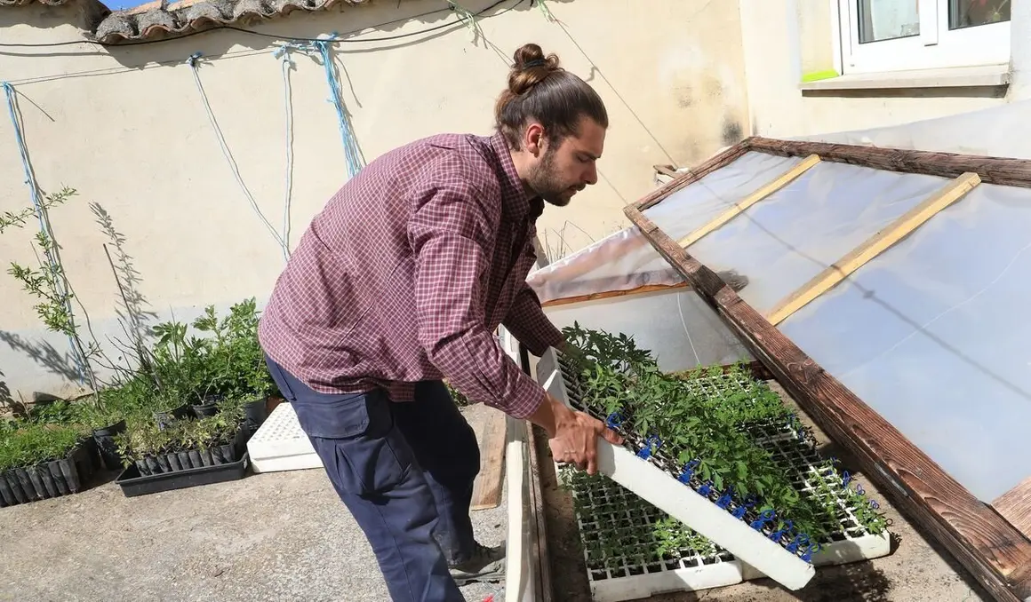 El capataz forestal, Emilio Medina Román, cultiva  hortalizas de secano en Villalcazar de Sirga(Palencia) como parte del proyecto de  recuperación y conservación de semillas, en la imagen su huerta de La Mielga donde ha cultivado diversas variedades de ajos