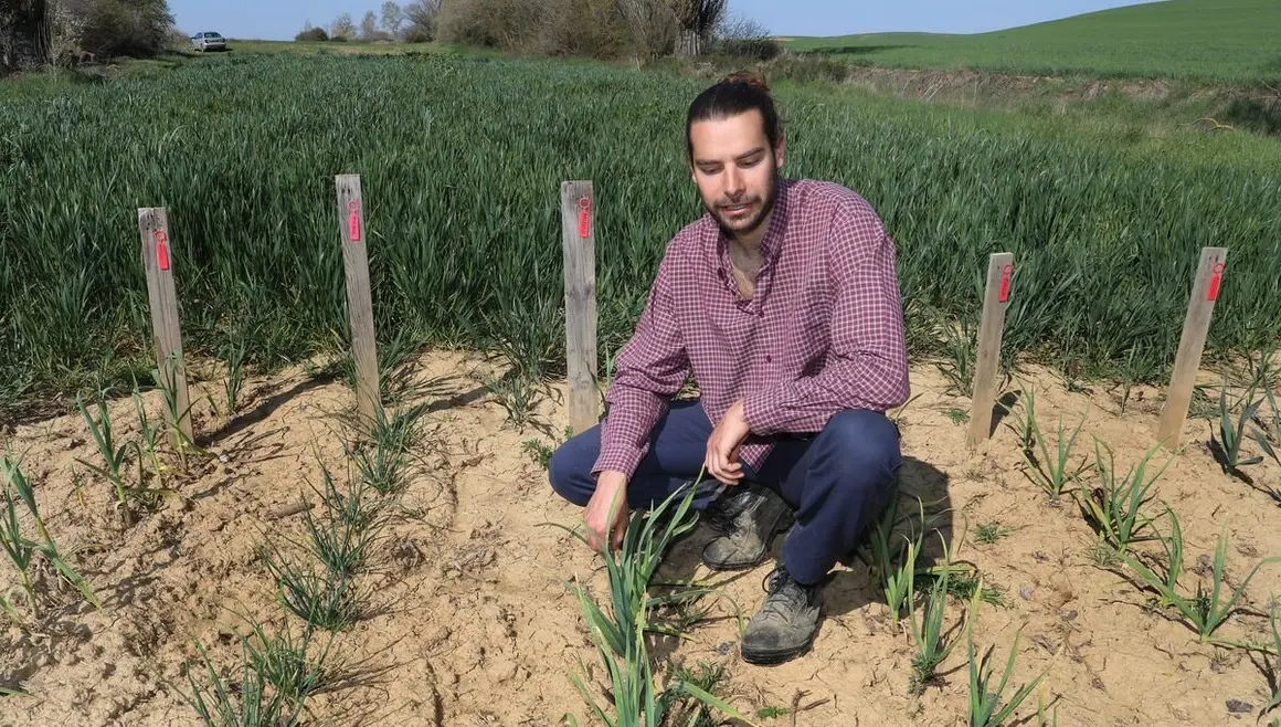El capataz forestal, Emilio Medina Román, cultiva  hortalizas de secano en Villalcazar de Sirga(Palencia) como parte del proyecto de  recuperación y conservación de semillas, en la imagen su huerta de La Mielga donde ha cultivado diversas variedades de ajos