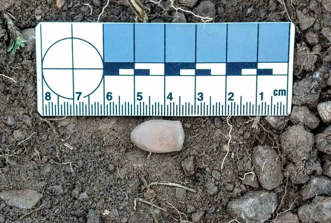 Exhumaciones realizadas durante los trabajos acometidos en Busdondo (17)