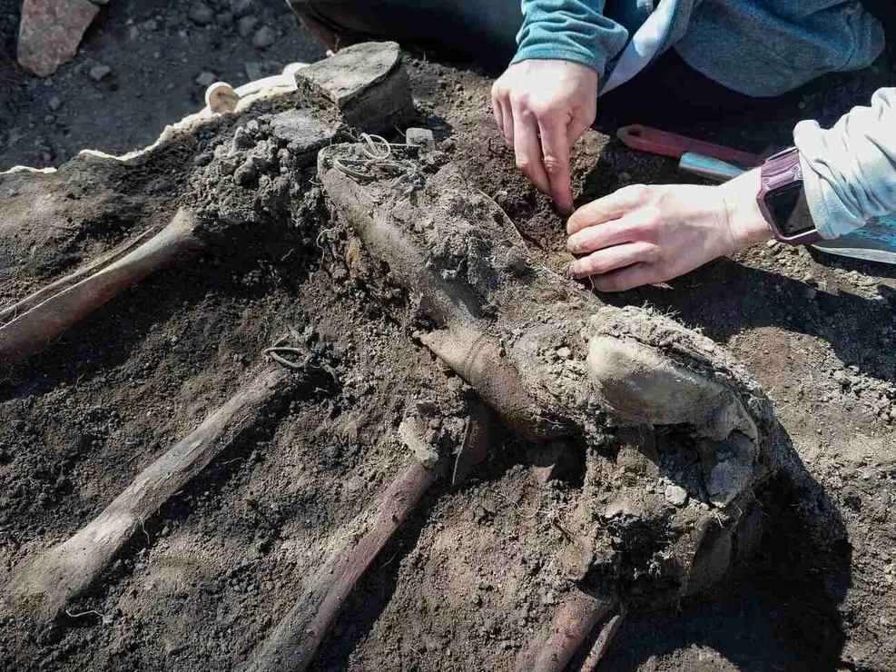 Exhumaciones realizadas durante los trabajos acometidos en Busdondo (21)