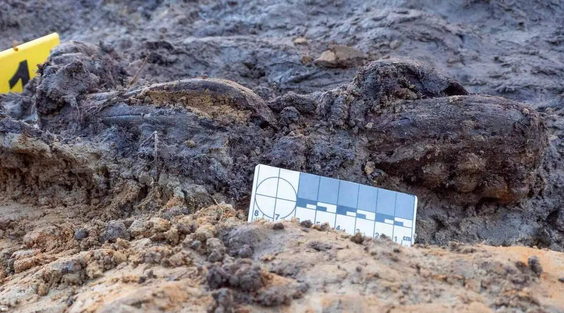 Exhumación realizada en la localidad de Sena de Luna (1)