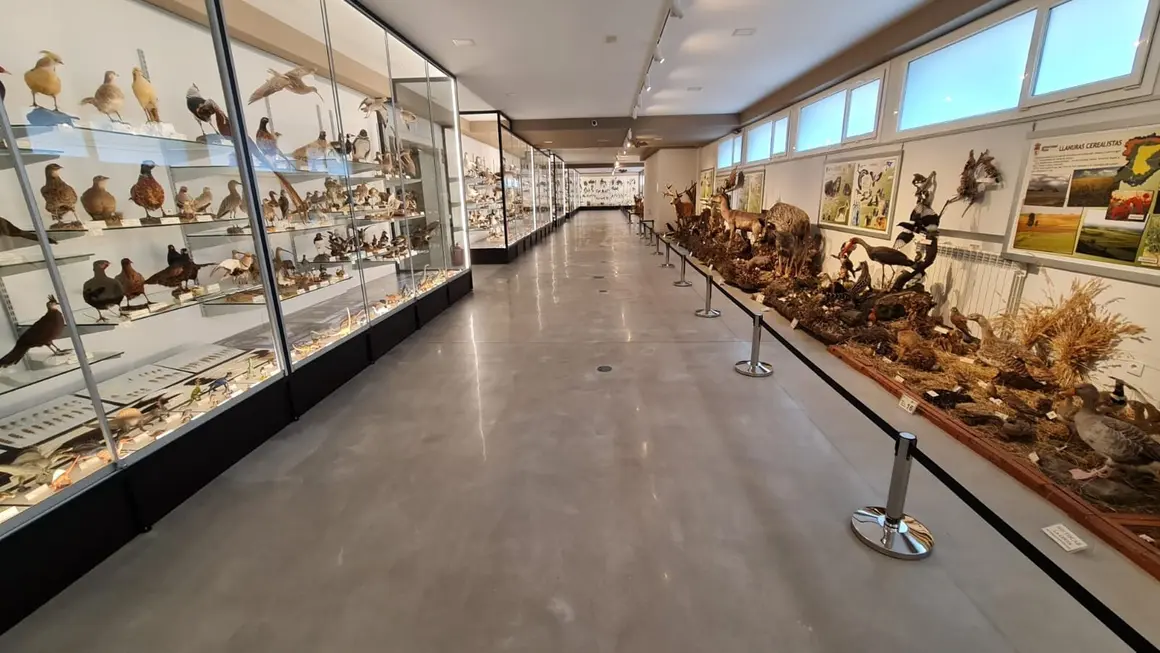 Museo ULE 1