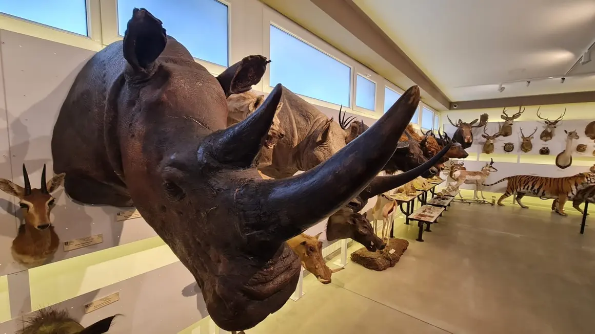 Museo ULE 11