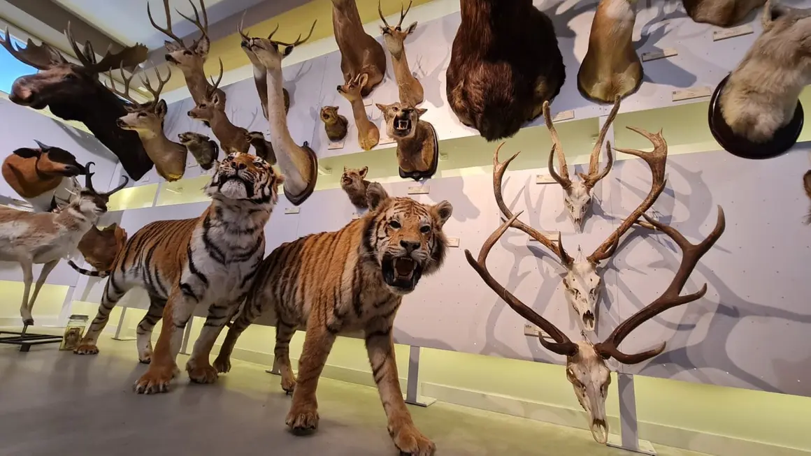 Museo ULE 13