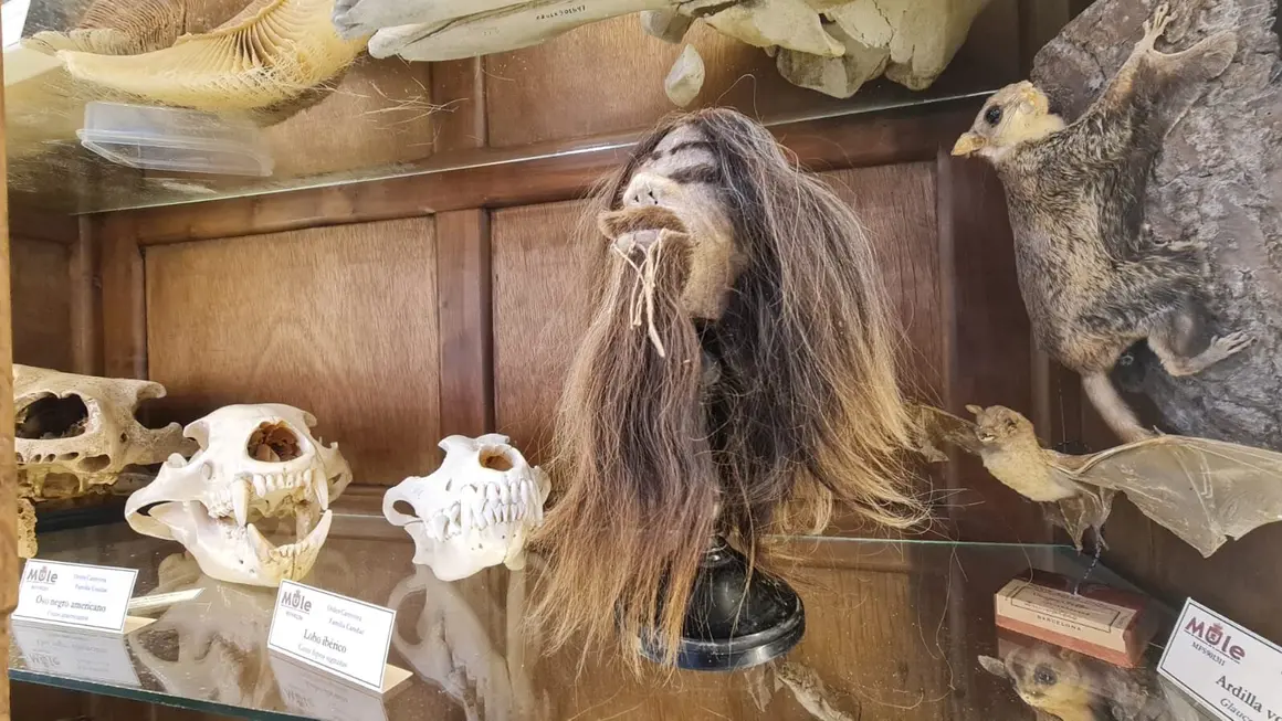 Museo ULE 31