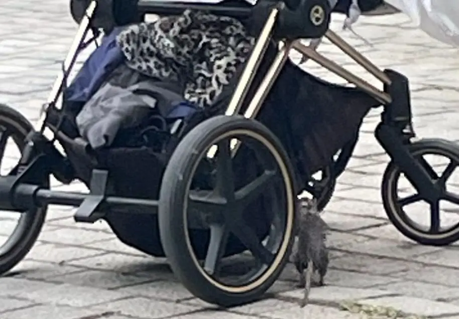Una rata junto a un carrito de Bebé en el parque Juan Morano de León.