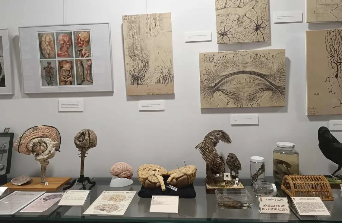 Ramón y Cajal 15