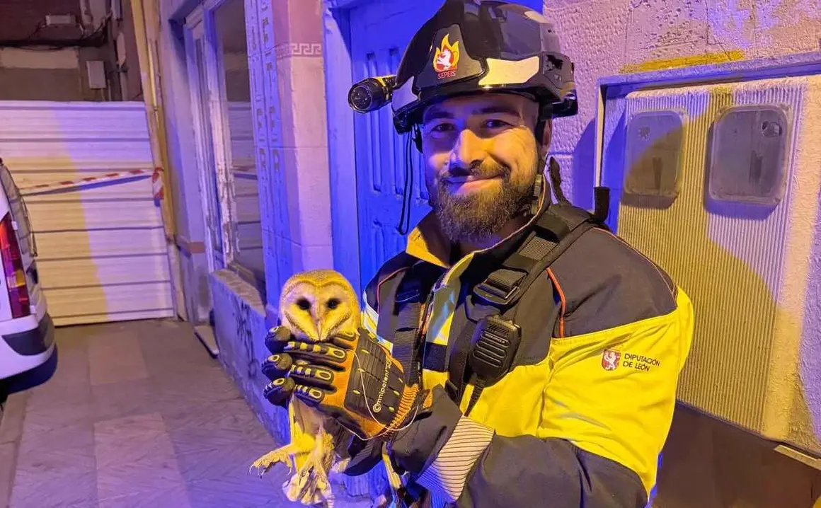 Los Bomberos del Servicio de Prevención, Extinción de Incendios y Salvamento (Sepeis) de la Diputación de León, adscritos al Parque de Celada de la Vega, intervinieron en Astorga para rescatar a una lechuza que permanecía inmovilizada en la fachada de un edificio. Foto: Sepeis