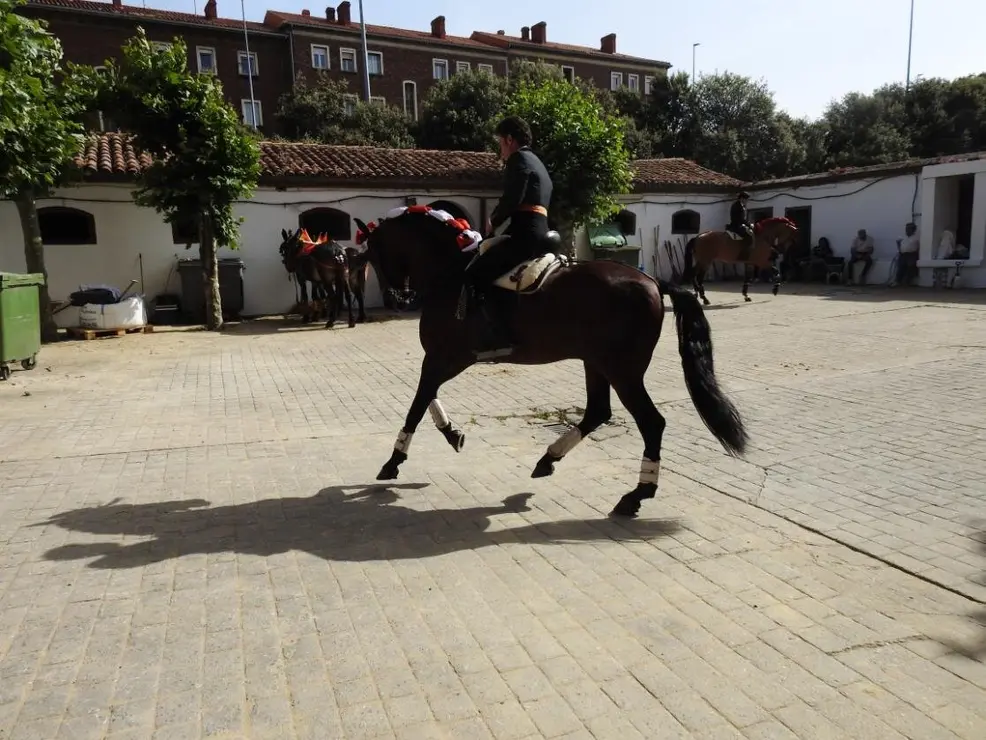 Toros (7)