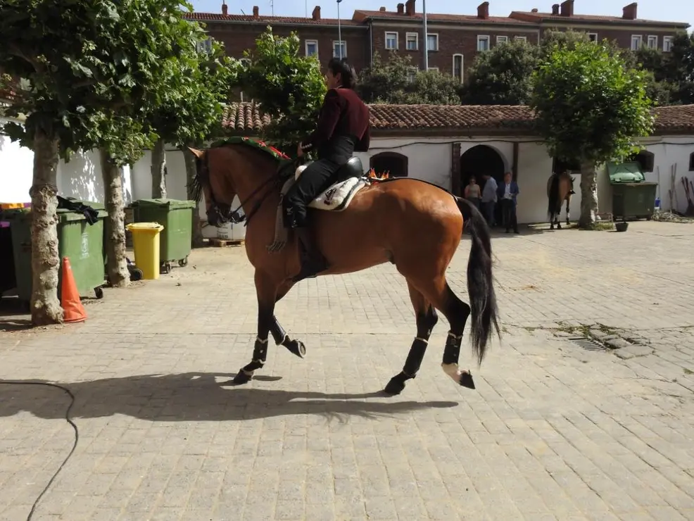 Toros (8)