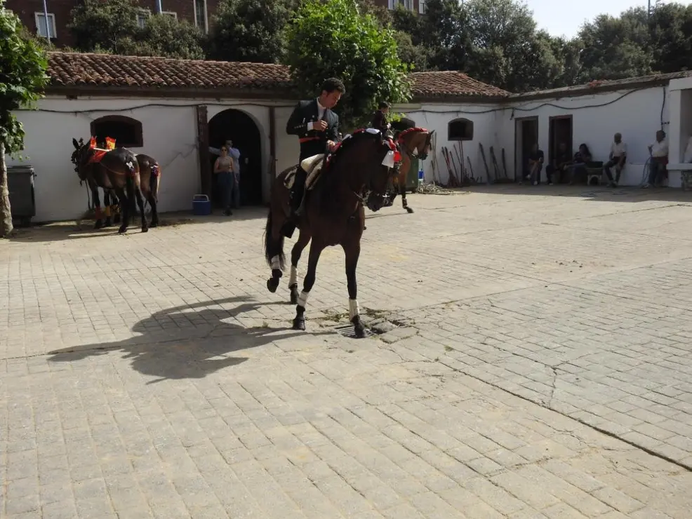 Toros (9)