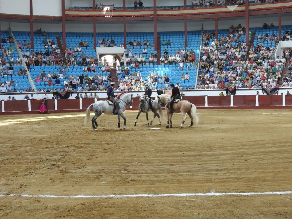 Toros (34)