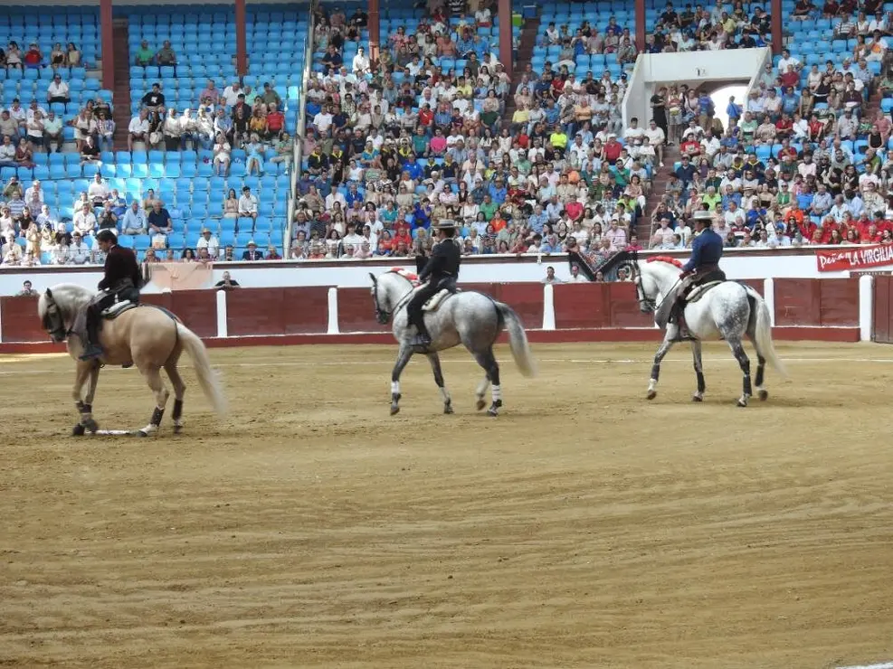 Toros (36)