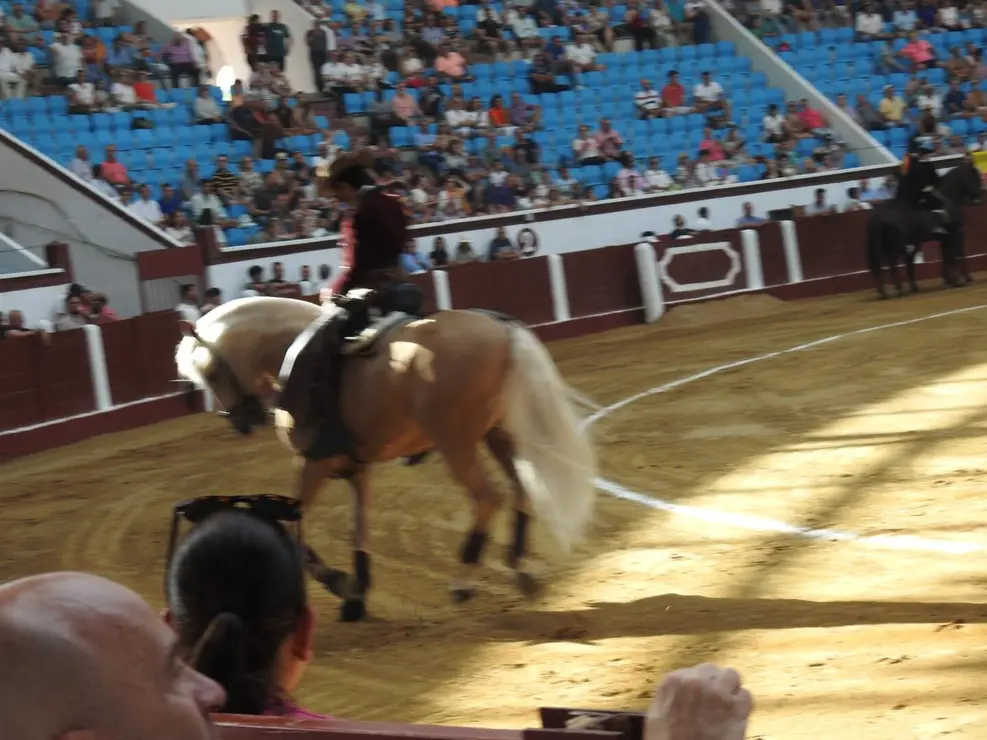 Toros (40)