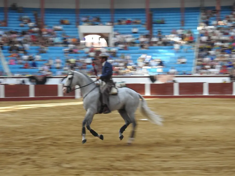 Toros (51)