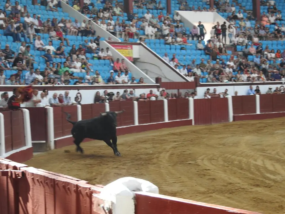 Toros (52)
