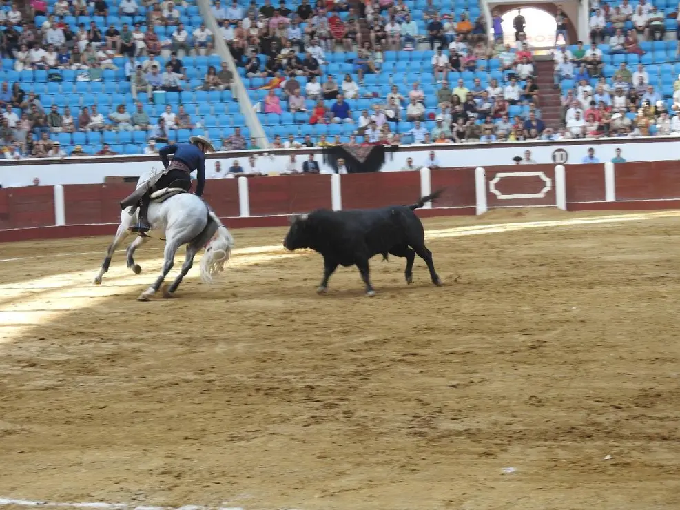 Toros (58)