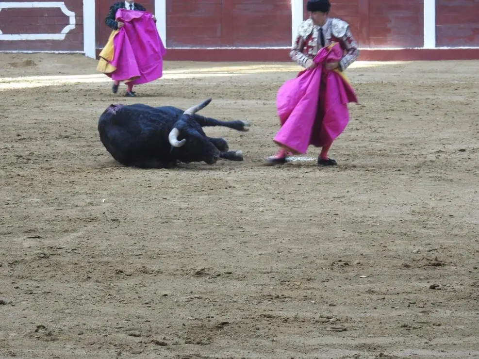 Toros (61)