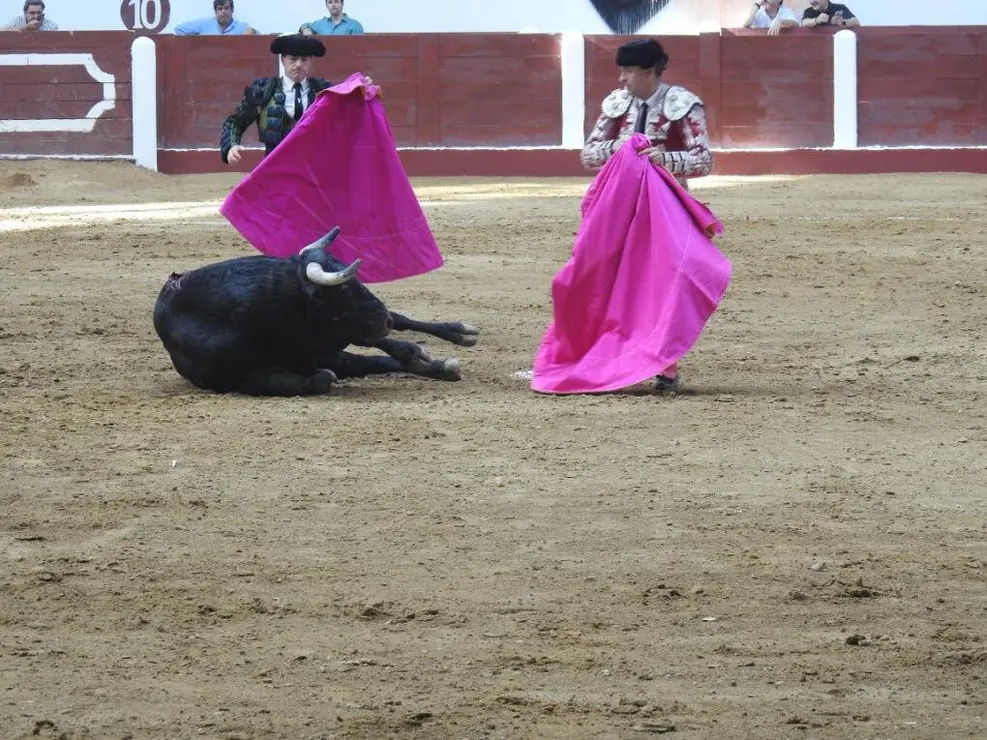 Toros (62)