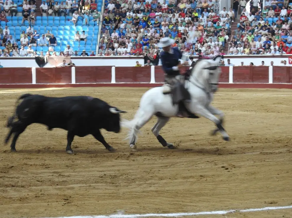 Toros (64)
