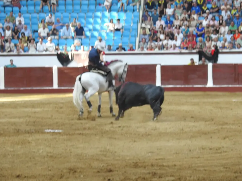 Toros (65)