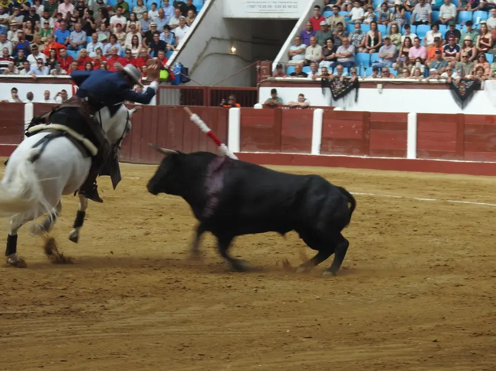 Toros (66)