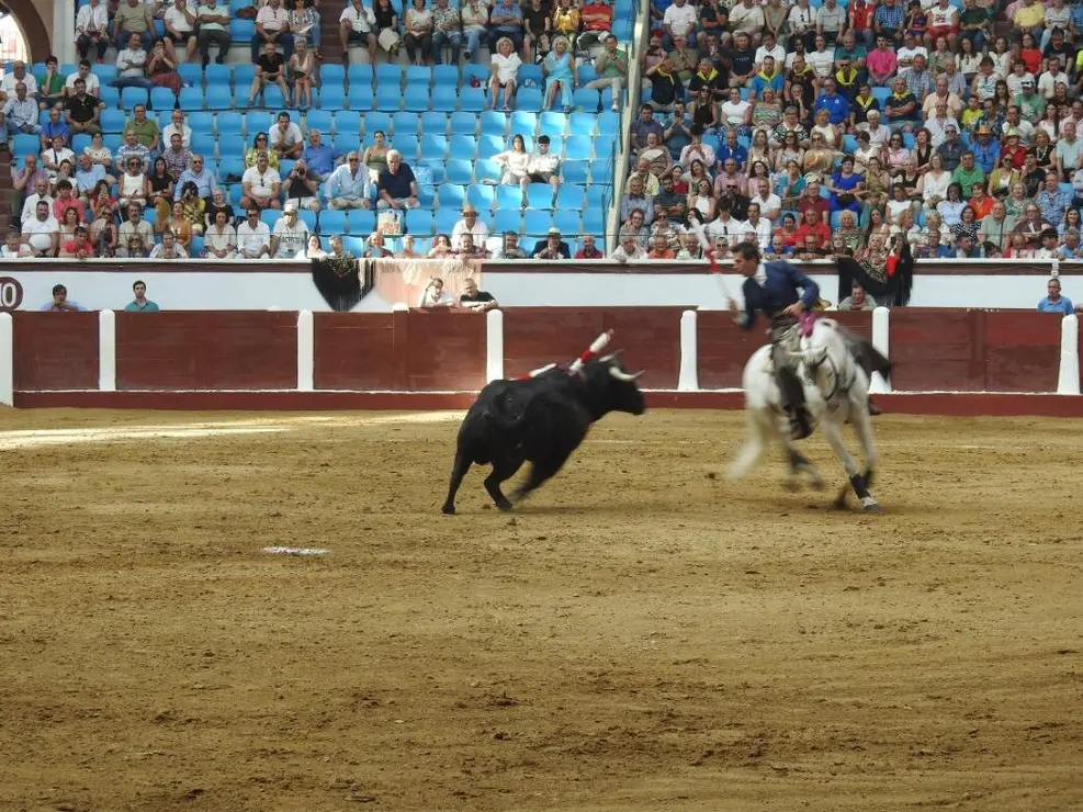 Toros (68)