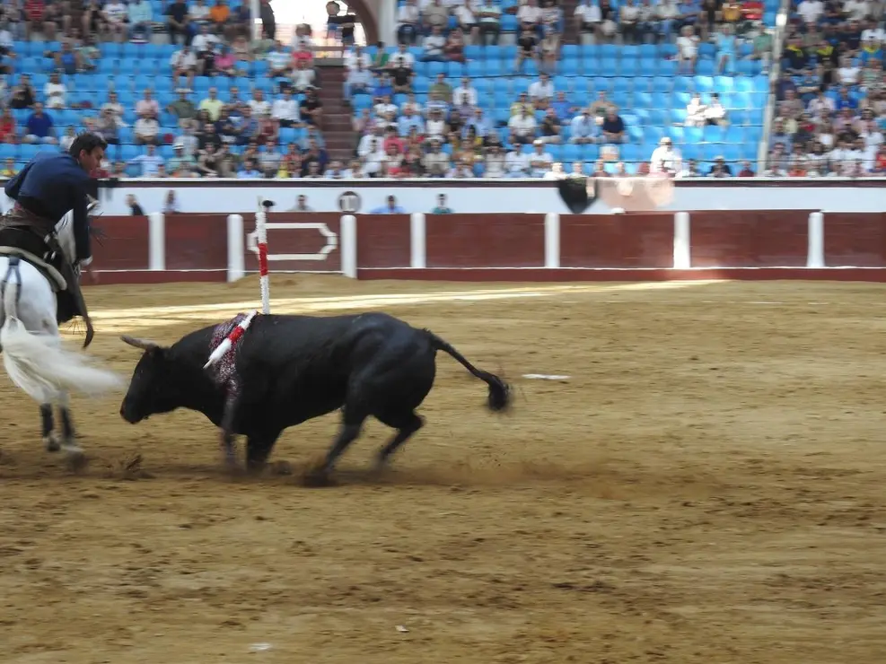 Toros (70)