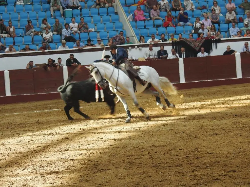 Toros (74)