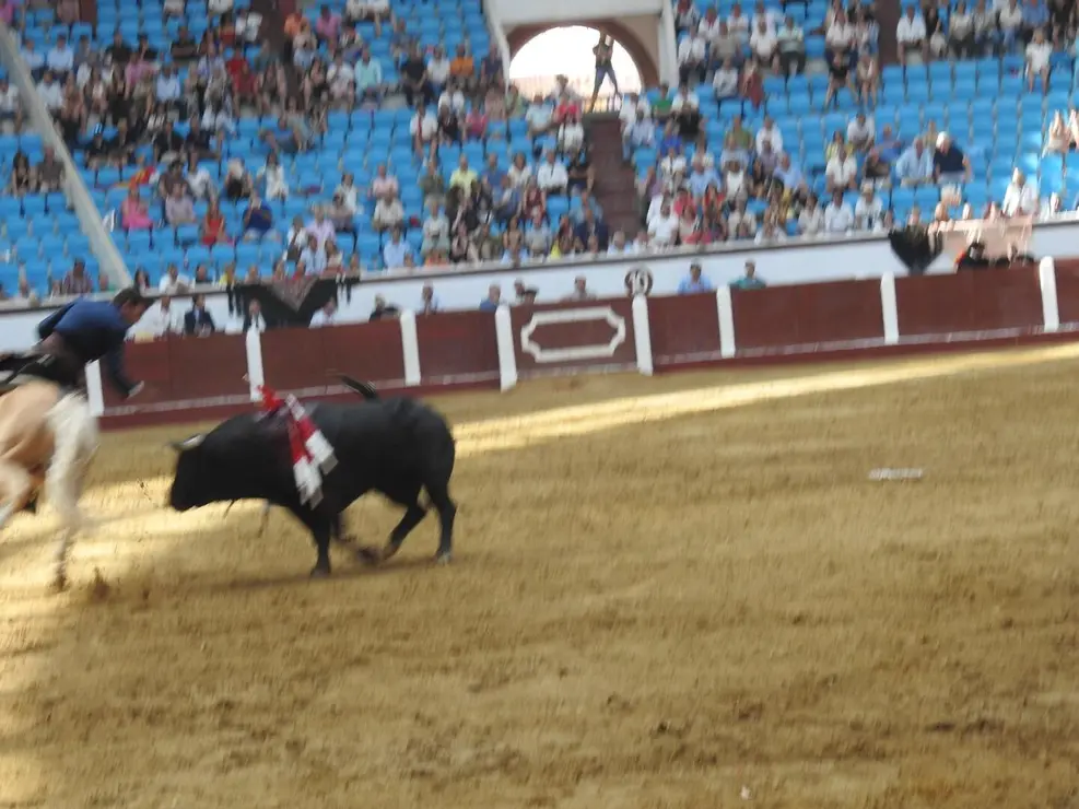 Toros (76)