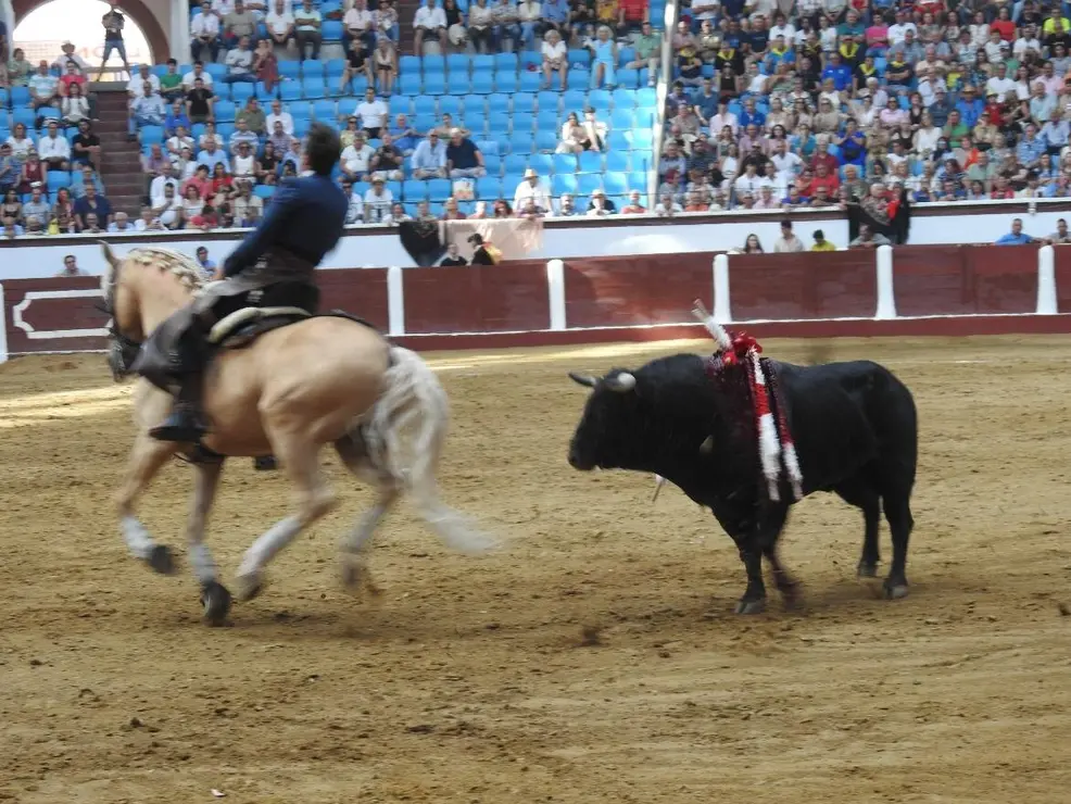 Toros (77)