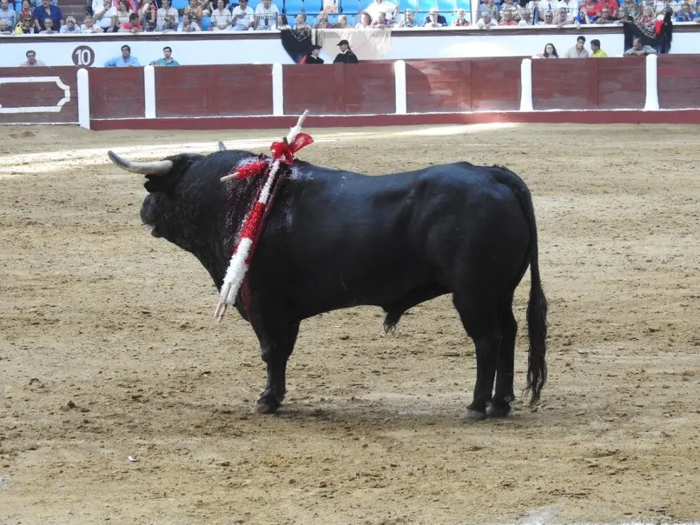 Toros (78)