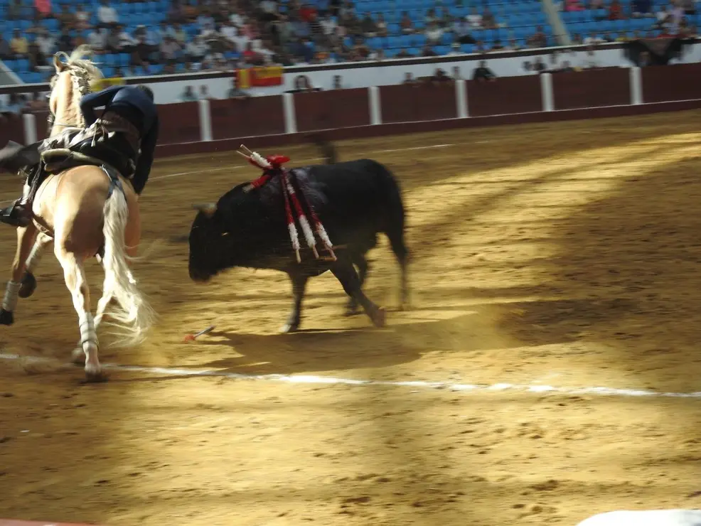 Toros (79)