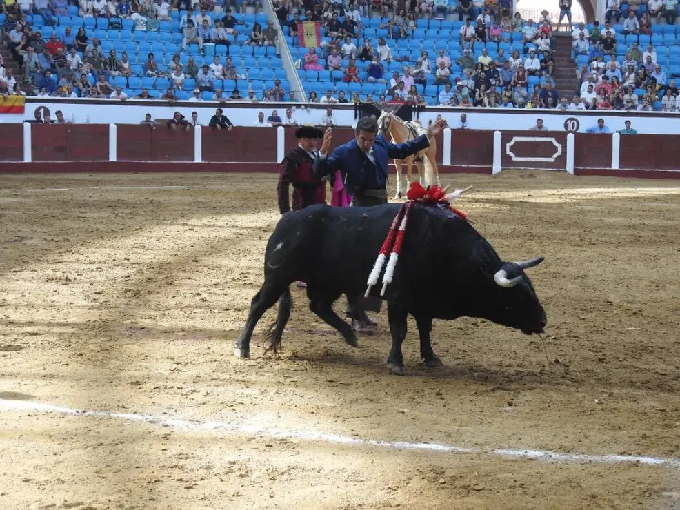 Toros (81)