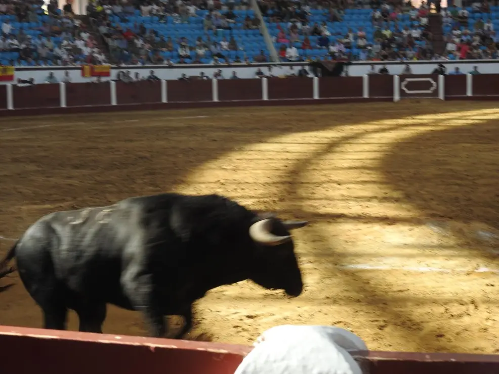 Toros (91)
