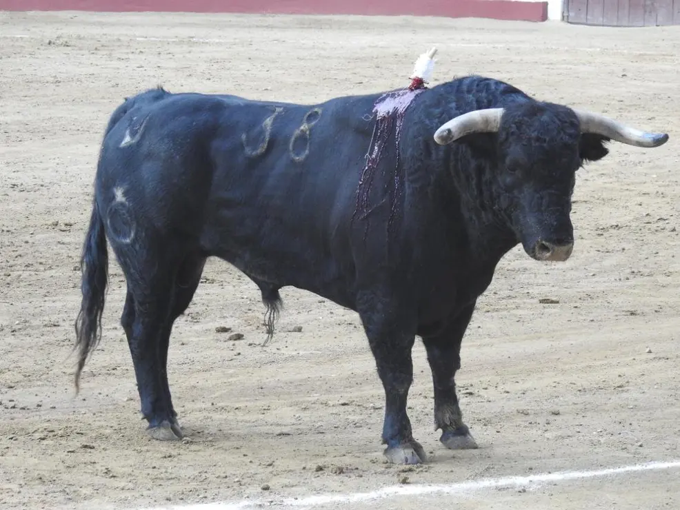 Toros (94)