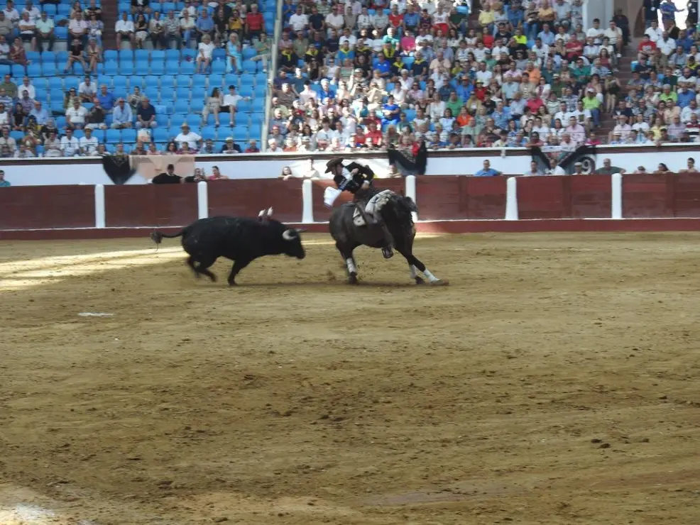 Toros (95)