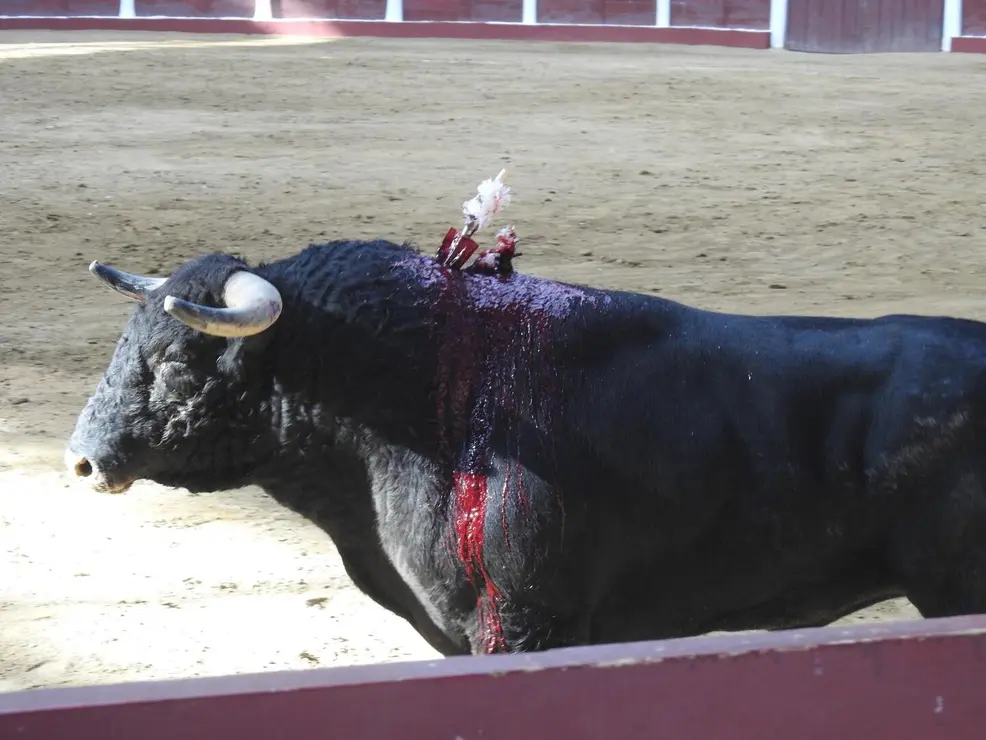 Toros (100)