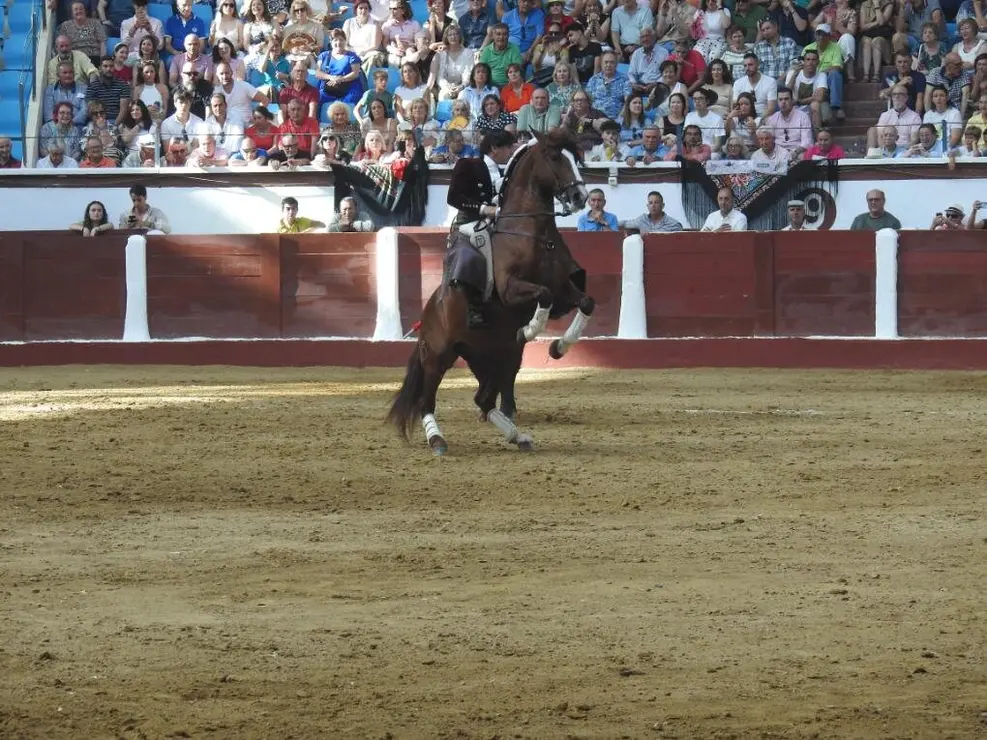 Toros (101)