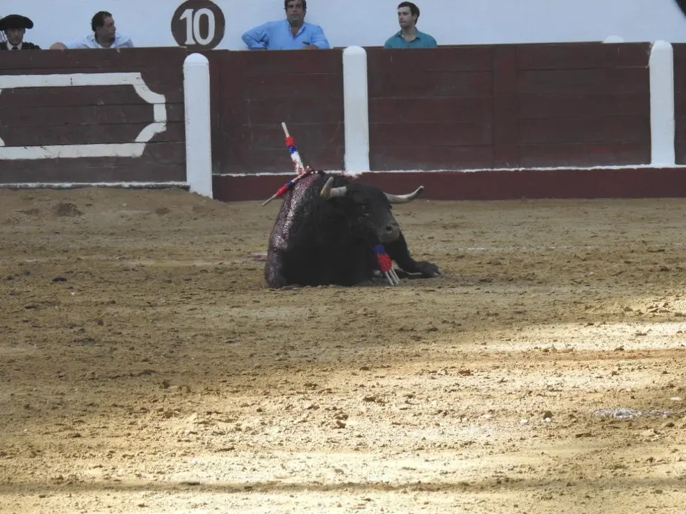 Toros (109)
