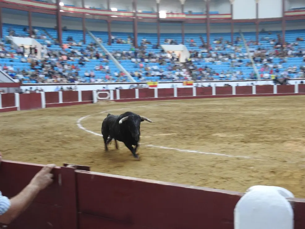 Toros (112)