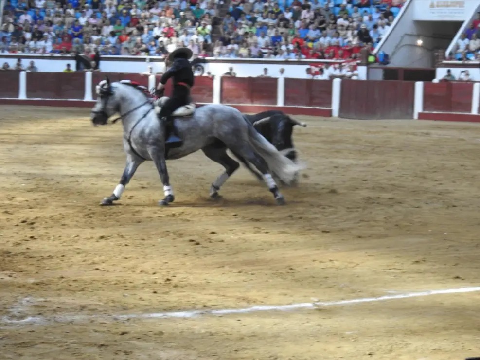 Toros (113)