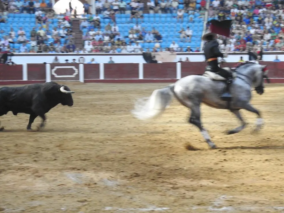 Toros (115)