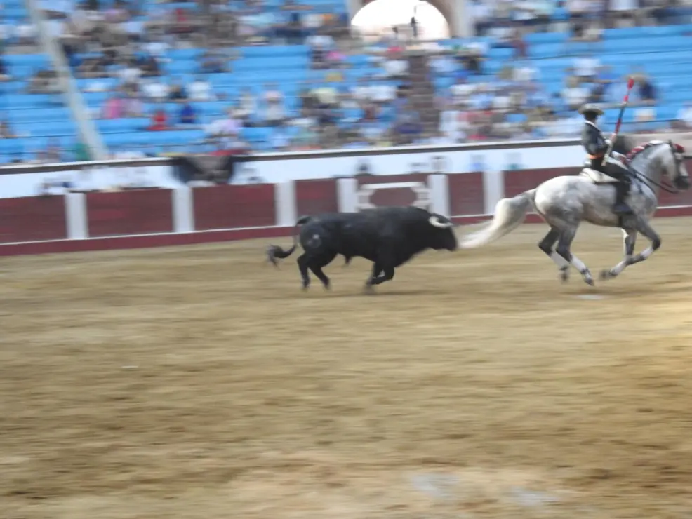 Toros (116)