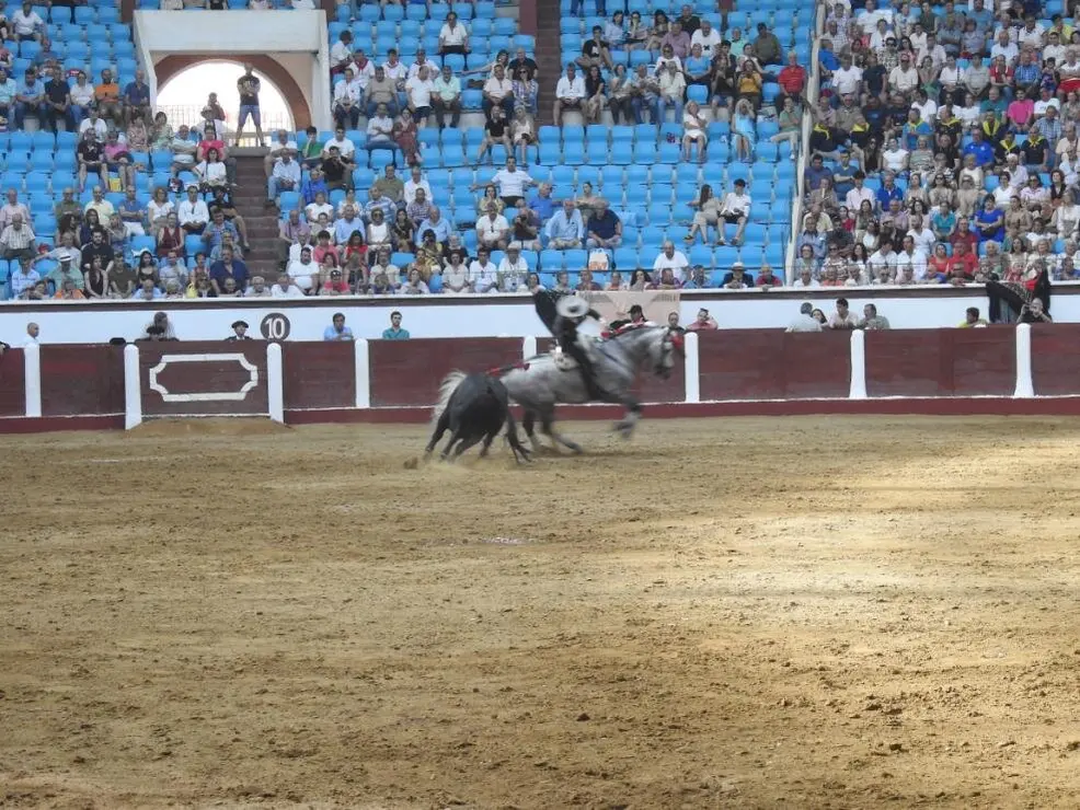Toros (117)
