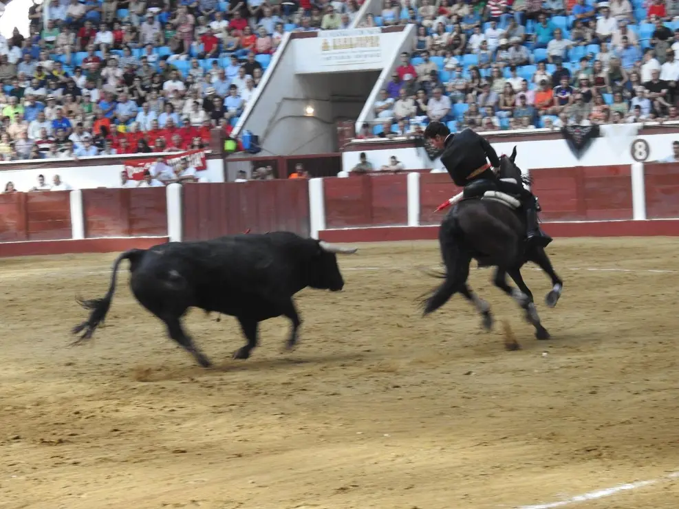 Toros (121)