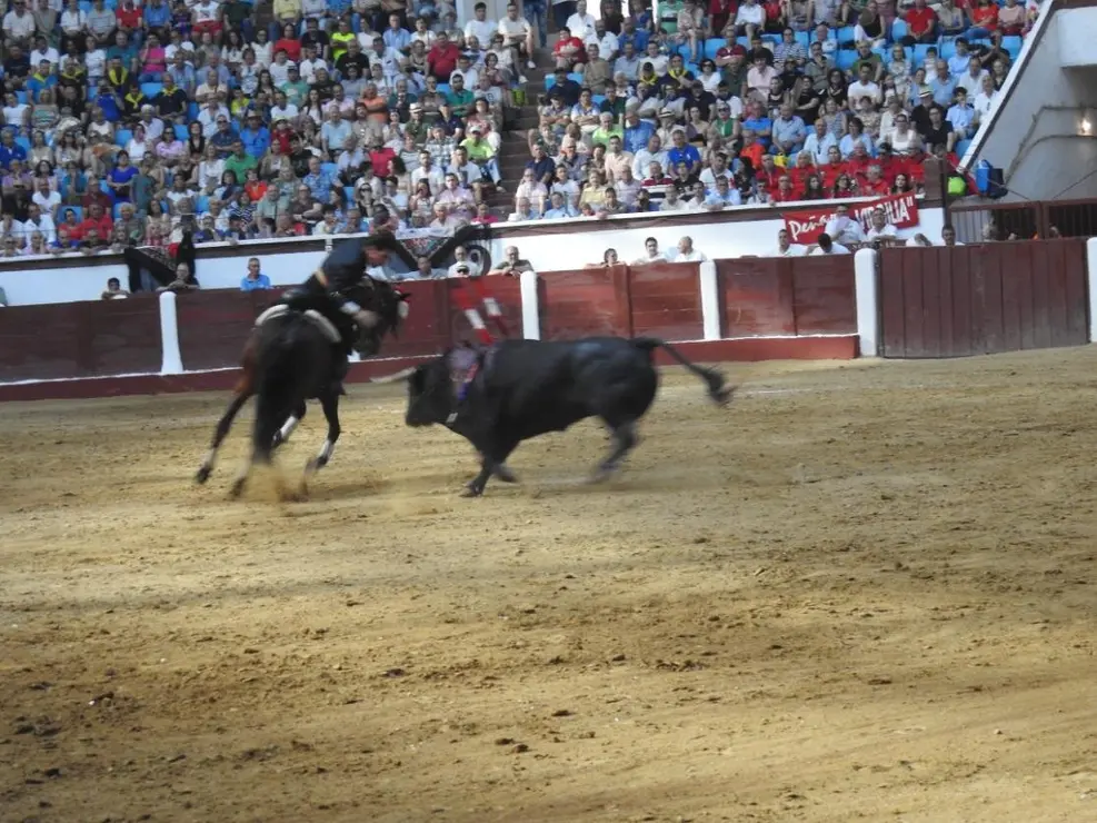 Toros (122)